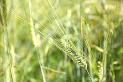 循環システムで育てている麦