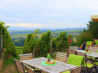 世界に名だたる銘醸畑シュタインベルク。ブドウ畑の景色を楽しみながらワインがいただけます！（期間要確認）