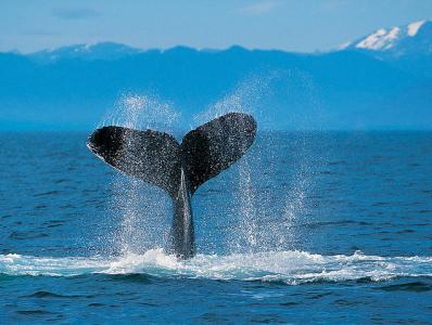 ハーフが遭うイジメ「クジラを食べる日本人って最低!」