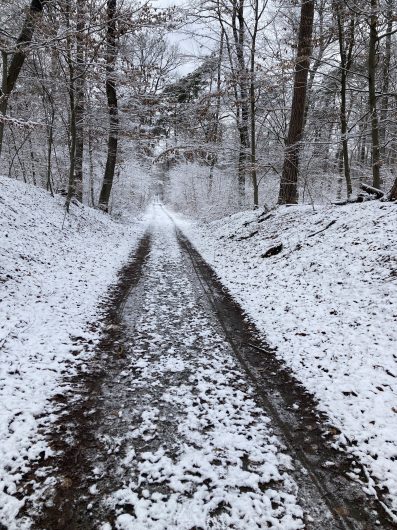 冬の林道